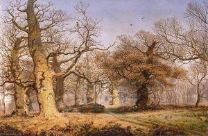 Oak Trees in Sherwood Forest