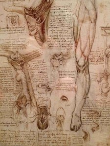 Dissección Del Cuerpo Femenino — Leonardo Da Vinci, Renacimiento