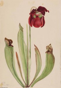 Hybrid Pitcherplant (sarracenia Rubra Xs Purpurea Venosa) — Mary Vaux Walcott