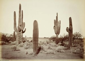 Untitled (aqtdl3) — Carleton Watkins