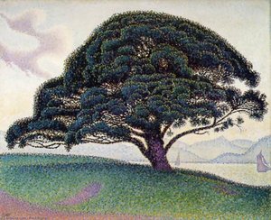 Le Pin De Bonaventura A Saint-tropez (the Bonaventure Pine In Saint-tropez)