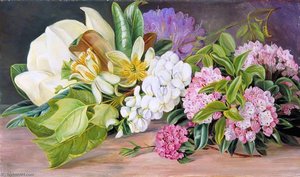 Flowers Of North American Trees And Shrubs — Marianne North