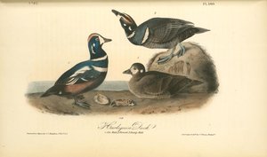 Harlequin Duck. 1. Old Male. 2. Female. 3. Young Male — John James Audubon