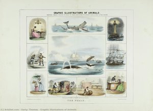 Graphic Illustrations Of Animals — Varty, Thomas