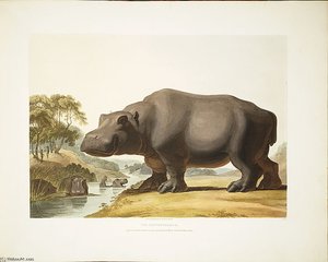 The Hippopotamus — Samuel Daniell