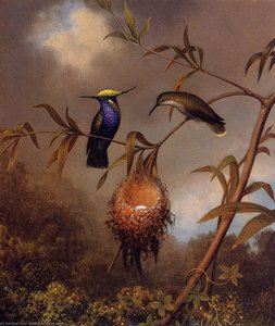 Black-breasted Plovercrest — Martin Johnson Heade