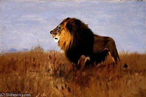 Lion Watching for Prey