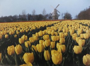 Tulipanes Con Molino De Viento — Karsh De Ottawa