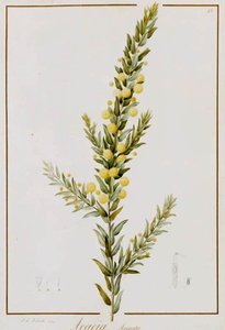 Acacia Armata — Pierre Joseph Redouté