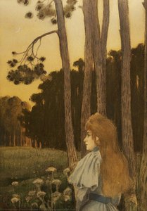 Evening Atmosphere in the Forest