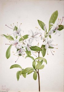 Sweet Azalea (azalea Arborescens) — Mary Morris Vaux Walcott