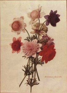 Anemone coronaria