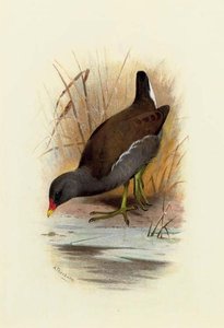 Water Hen Or Moorhen, Gallinula Chloropus — Archibald Thorburn