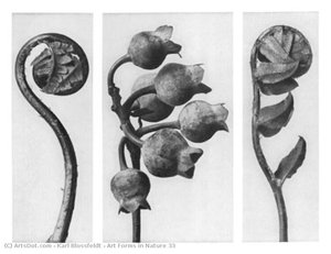 Art Forms In Nature 33 — Karl Blossfeldt