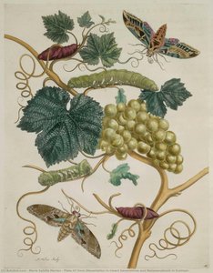 Plate 47 From Dissertation In Insect Generations And Metamorphosis In Surinam — Maria Sybilla Merian, Scientific Illustration