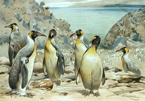 Emperor Penguin — Friedrich Wilhelm Kuhnert