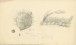 Opuntia camanchira, No. 31