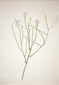 Skeleton Flower (lygodesmia Juncea) — Mary Morris Vaux Walcott