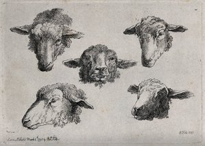 A Sheeps's Head — Robert Hills