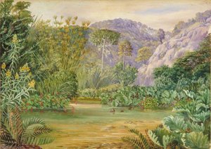 Vegetación En Un Arroyo En Chanleon, Chile — Marianne North