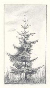 Fir Tree — Nicholas Roerich