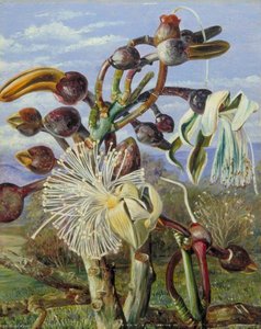 Flowers Of A Brazilian Forest Tree — Marianne North