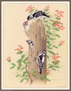 Downy Woodpecker — August Albert Zimmermann