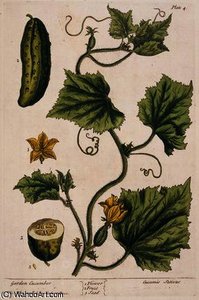 Garden cucumber