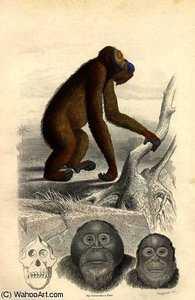 The orangutan
