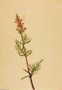 Pedicularis Bracteosa — Mary Vaux Walcott, Botanical Illustration