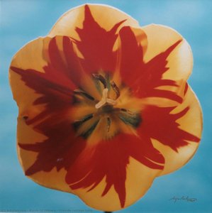 Fireside Cottage Tulip — Karsh De Ottawa, Contemporary Realism