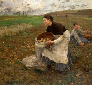 October - gathering potatoes
