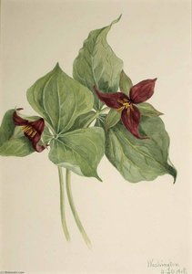 Red Trillium (trillium Erectum) — Mary Morris Vaux Walcott