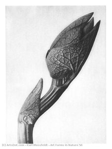 Art Forms In Nature 58 — Karl Blossfeldt
