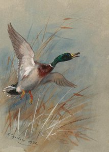A Mallard Rising From Reeds — Archibald Thorburn