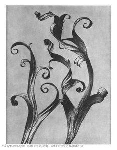 Art Forms In Nature 45 — Karl Blossfeldt