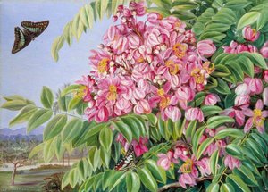 Flowers Of A Cassia With A Tree Of The Same In The Distance, And Bornean Butterflies — Marianne North, Victorian Naturalism