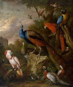 Peacocks And Other Exotic Birds — Jakab Bogdány
