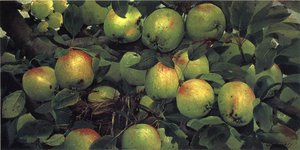 Green Apples — Joseph Decker