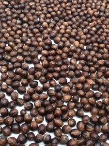 Candlenut Farming
