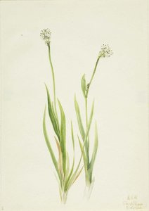 Bog Asphodel (tofieldia Intermedia) — Mary Vaux Walcott