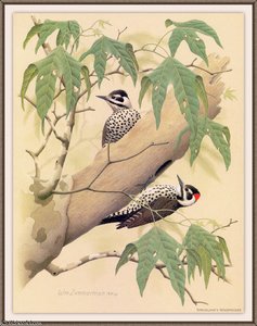 Stricklands Woodpecker — August Albert Zimmermann
