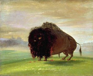 Wounded Buffalo, Strewing His Blood Over The Prairies — George Catlin
