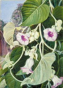 The Elephant Creeper Of India — Marianne North