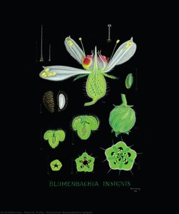 Illustration: Blumenbachia insignis