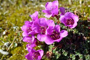 Saxifraga Oppositifolia — Paul C. Sokoloff, Contemporary Realism