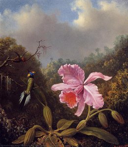 Fighting Hummingbirds With Pink Orchid — Martin Johnson Heade