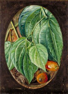 Foliage Of Betel Pepper And Areca Nuts — Marianne North, Victorian Naturalism