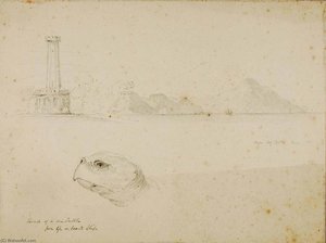 Head Of Sea Turtle — Majner Kilborn Kelog