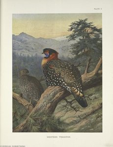 Western Tragopan (tragopan Melanocephalus) — Archibald Thorburn